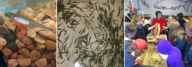 images of tiny salmon in the hatchery and of young students learning about them.