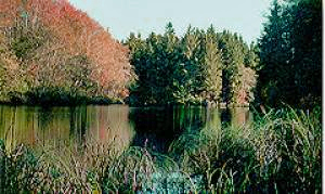 Photo of Lake Swano with trees changing colors