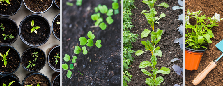 A collage of seedlings in the soil, herbs planted in rows. and a trowel next to some yet to be planted flowers.