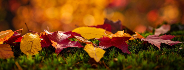 Fall leaves on a mossy log with the words Fall Enrollment Days, August 18 and 19 and September 8 and 9