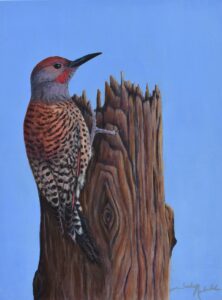 A red bellied woodpecker perches on a chopped stump, facing the sun.